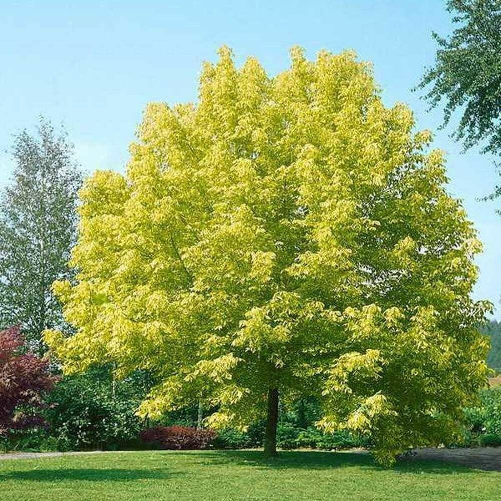 Клен американский ясенелистный (лат. Acer negundo) семена 10шт + подарочные семена