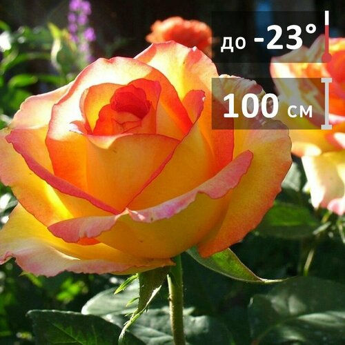 Саженцы роз Сальвадор бутоны китайской розы 10 мм 50 г