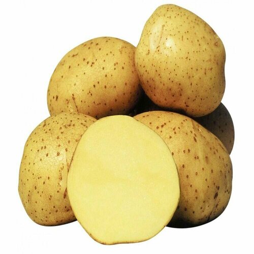 Семенной картофель Колетте 2 кг
