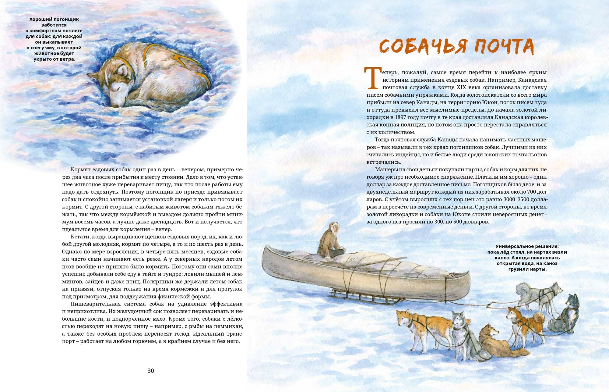 Ездовые собаки. Великий транспорт Севера - фото №7