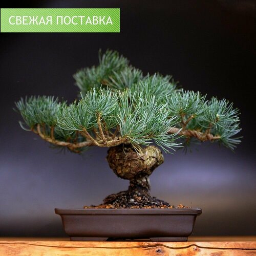 Бонсай белая японская сосна, 31см, 38 лет в терракоте