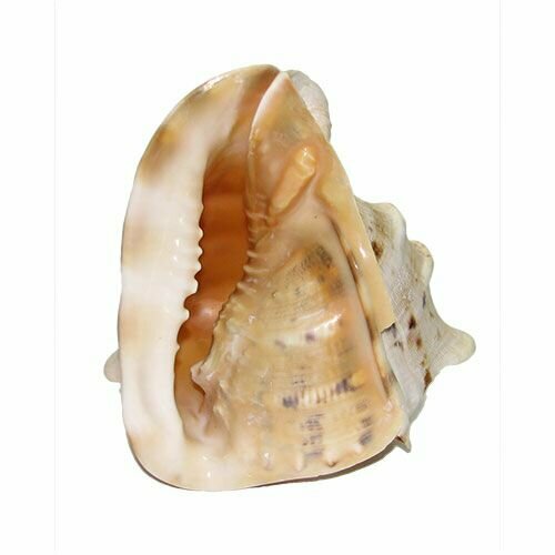 Морская раковина Кассис корнута, 18 см, 1 шт