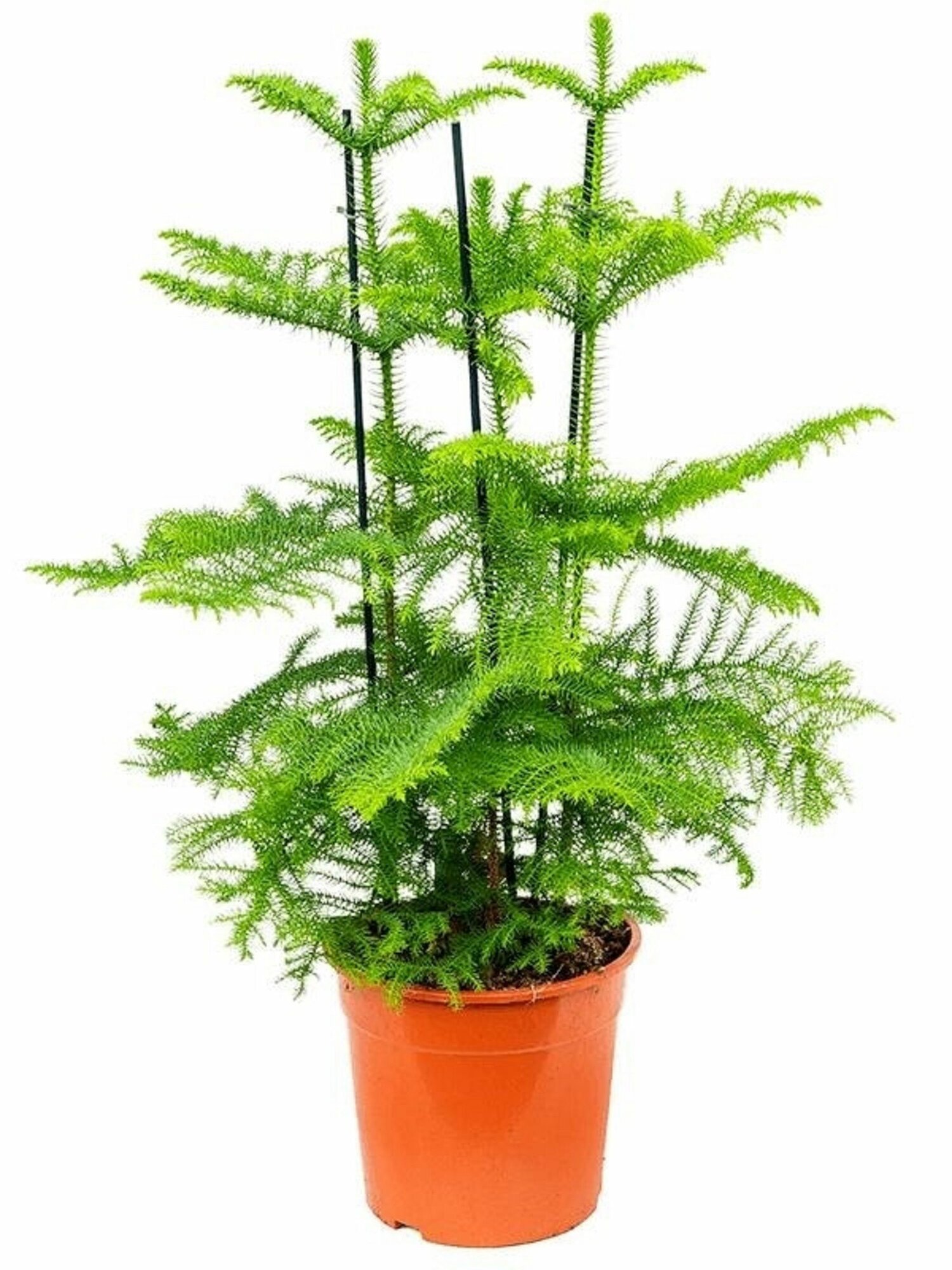 Араукария Хетерофила FLORA GROUP 45см декоративно-лиственное многолетнее
