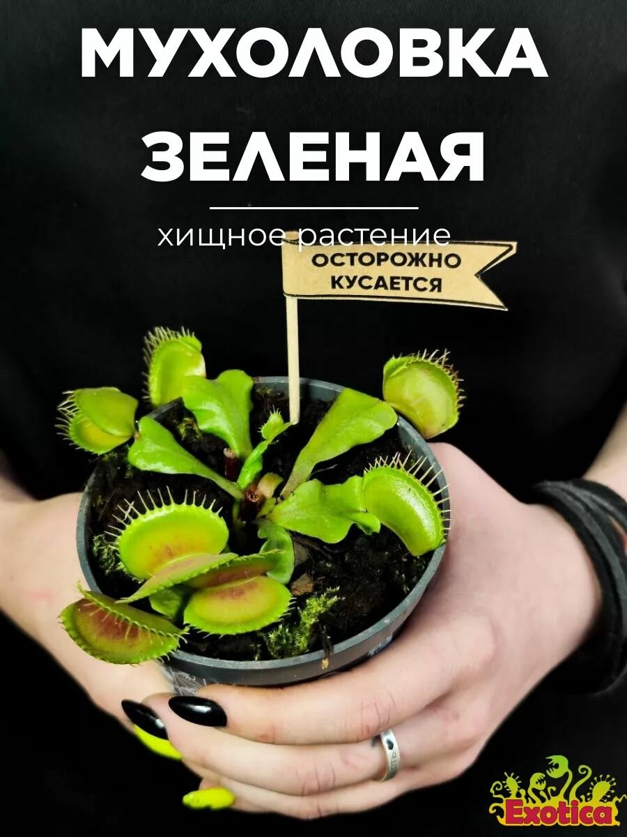 Венерина Мухоловка D9см зеленая молодая насекомоядное растение