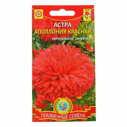 семена астра цветочный ковер красная Семена Астра Апполония, красная, 0,2 г