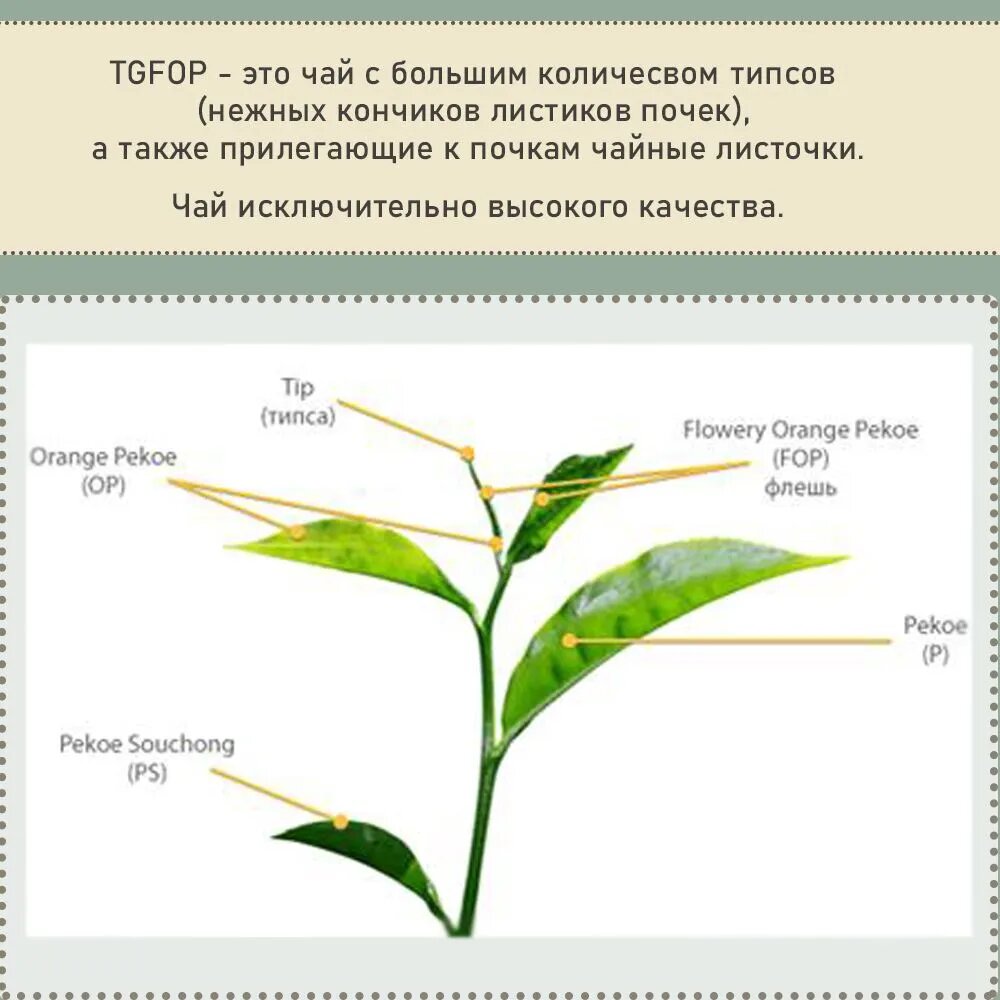 Чай черный Ассам Мокалбари TGFOP1 Mokalbari (4203) 1000 гр असम मोकलबारी