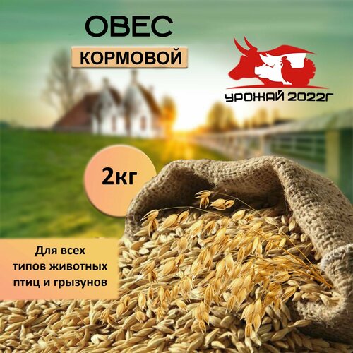 Корм для птиц зерно овес кормовой 2 кг