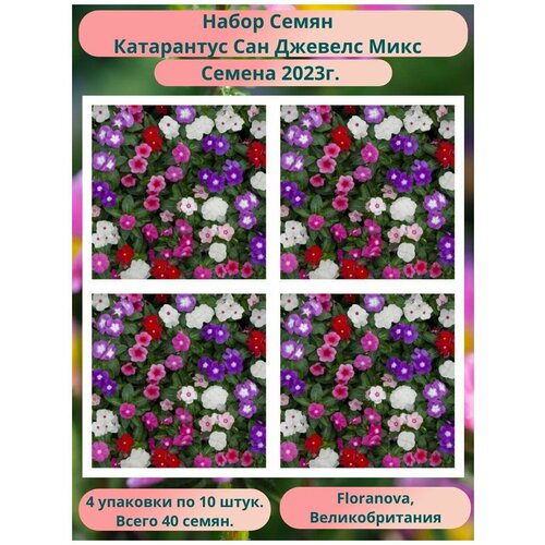 Катарантус Сан Джевелс Микс 4 упаковки по 10 штук Floranova Великобритания 420₽