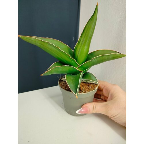 Комнатное растение в горшке сансевиерия самурай