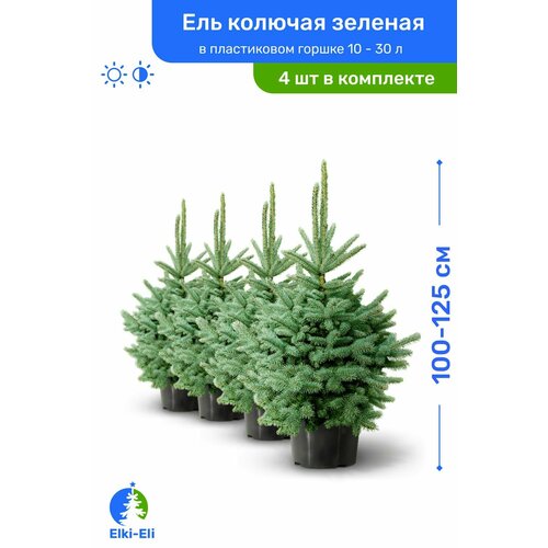 Ель колючая зелёная 100-125 см в пластиковом горшке 5-20 л, саженец, хвойное живое растение, комплект из 4 шт