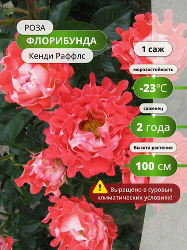 Изображение товара Роза флорибунда Кенди Раффлс (Candy Ruffles) 1 шт / розы многолетние