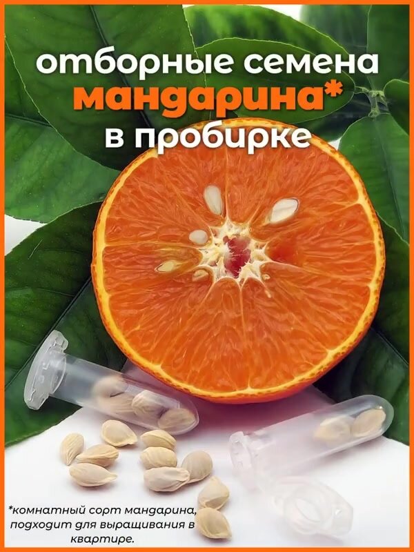 Мандариновое дерево , Семена мандарина комнатного , 6 шт. — фото 1