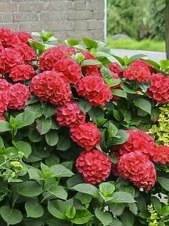 Гортензия крупнолистная Ред Энджел - Hydrangea macrophylla Red Angel (саженец ЗКС - контейнер 0,5 л)/ делёнки многолетних растений, корни / для дачи, сада, дома и балкона — фото 1