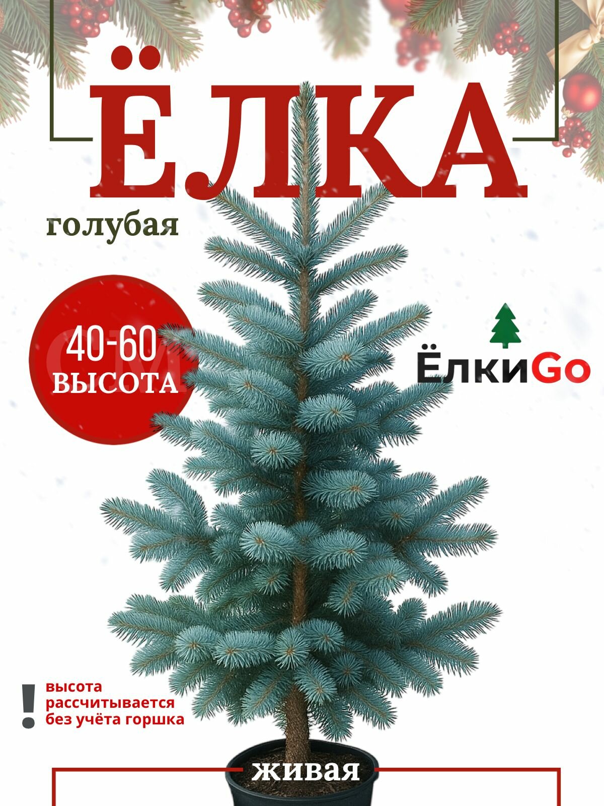 Голубая ель в горшке 40-60см