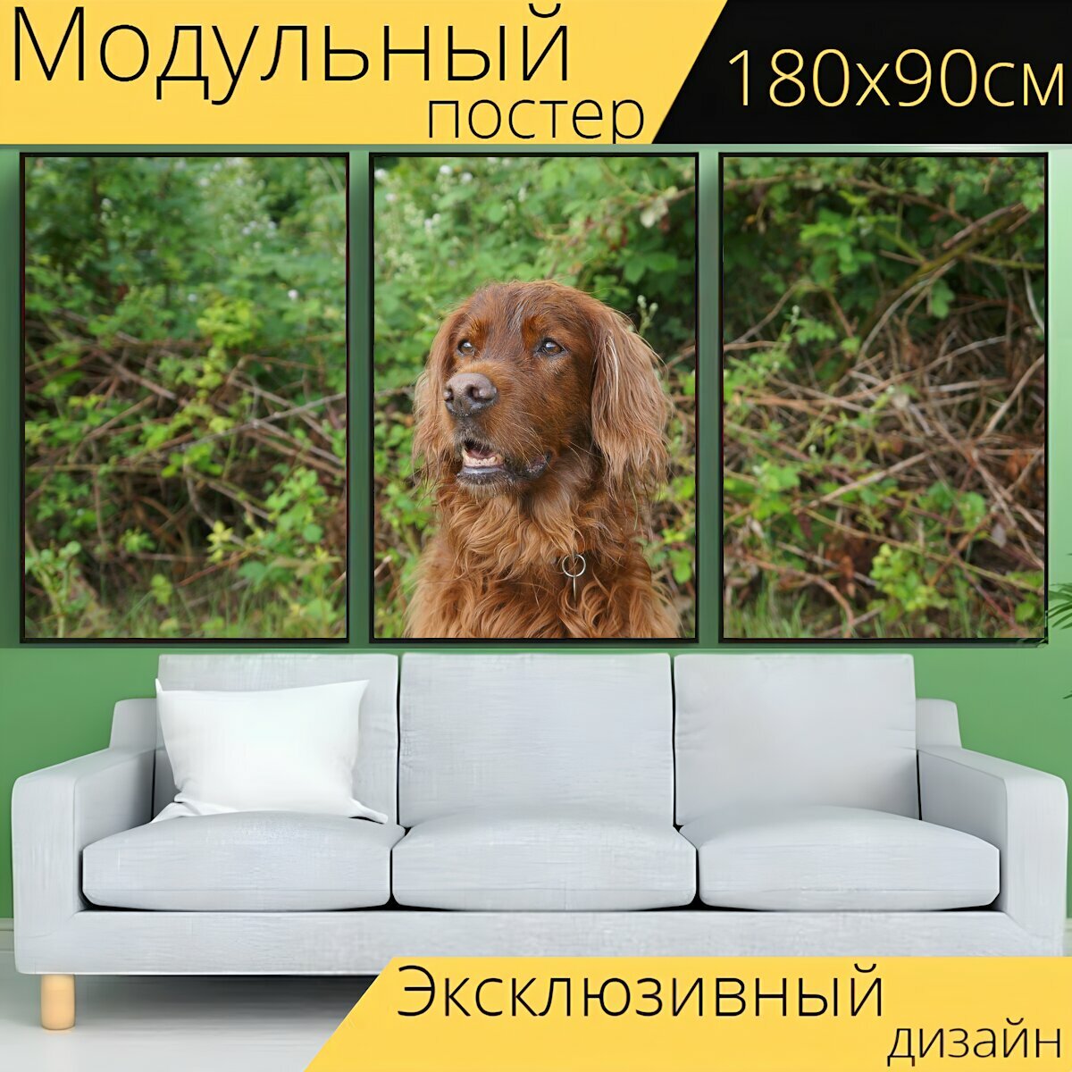 Модульный постер "Собака, ирландский сеттер, животные" 180 x 90 см. для интерьера