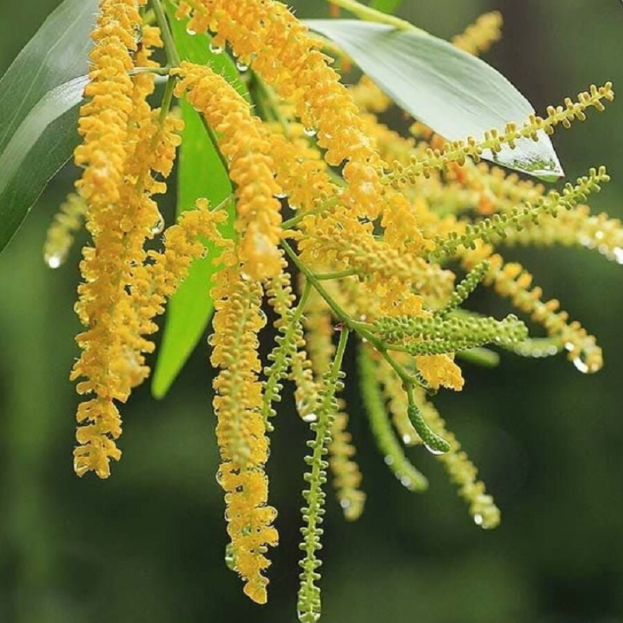 Семена Орешка Акация ушковидная Acacia auriculiformis 15 шт.