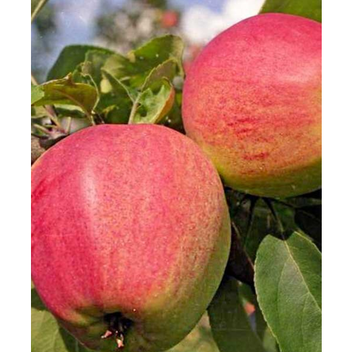 Яблоня Мантет, 1 саженец спелов яблоня мантет 4 5 лет c32 зкс