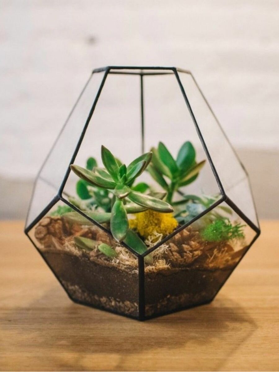 Грунт торфяной для кактусов, суккулентов, алоэ, эхеверий 2,5 литра — фото 1