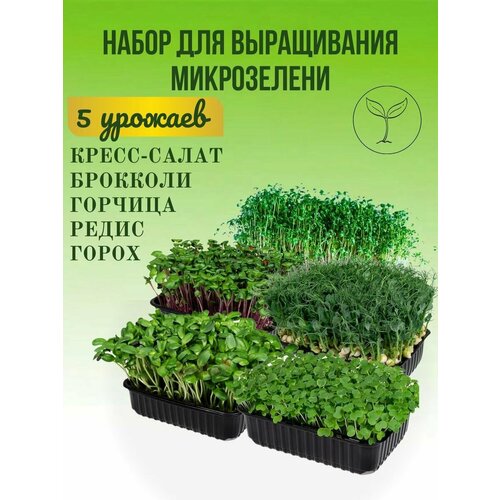 Набор для выращивания Микрозелени