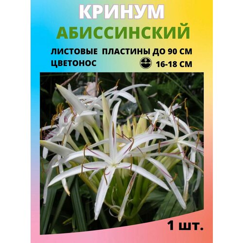 Кринум Абиссинский луковицы, многолетние цветы
