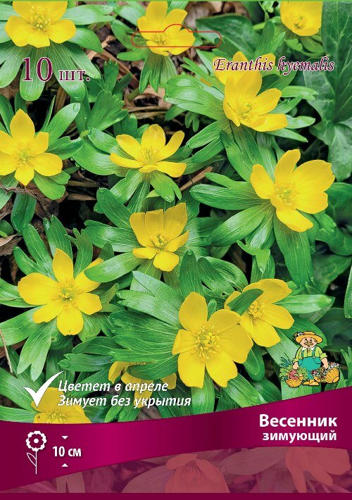 Весенник (Эрантис) зимующий в капере 10 шт.