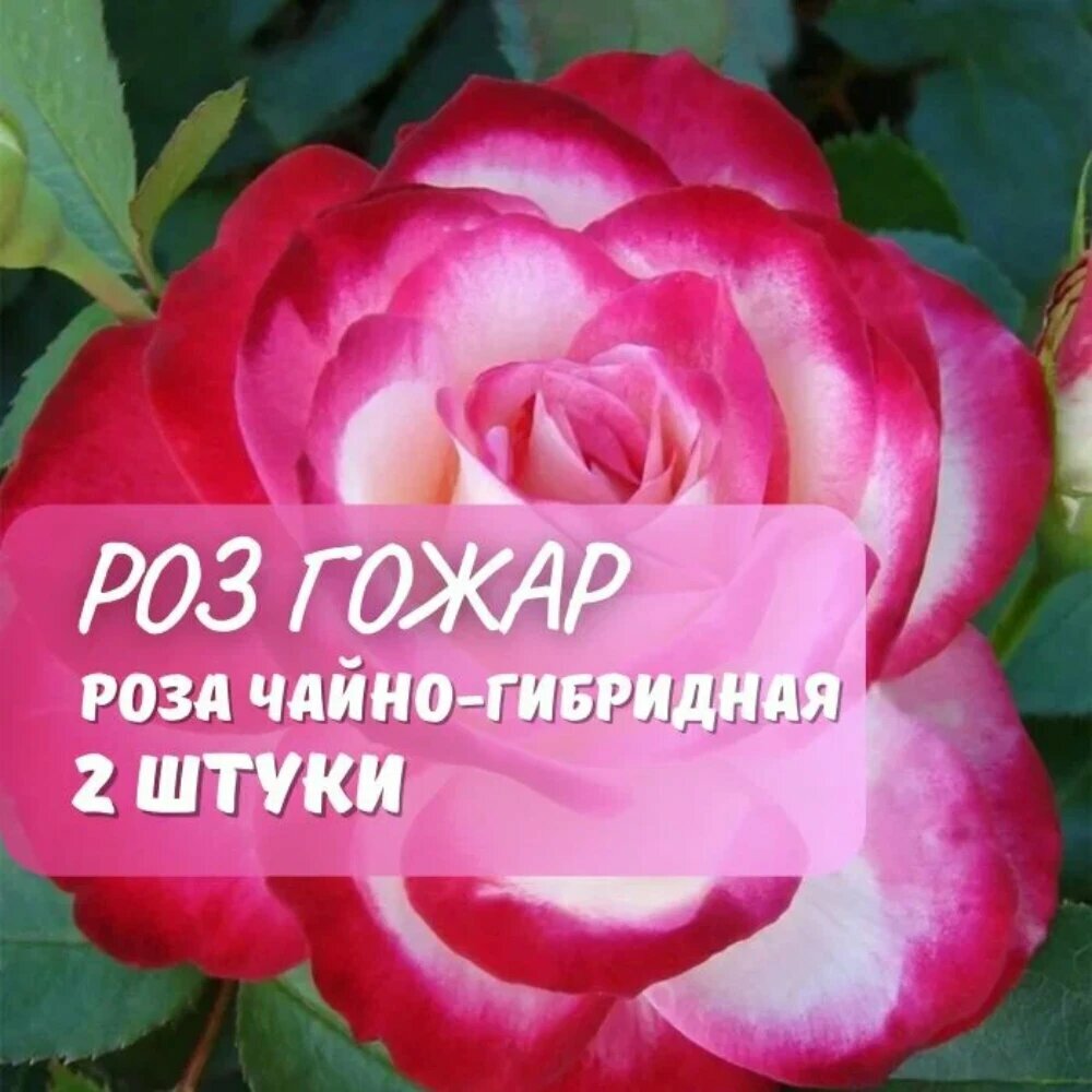 Роза чайно-гибридная Роз Гожар (Rose Gaujard) / 2 шт ароматный морозостойкий сорт