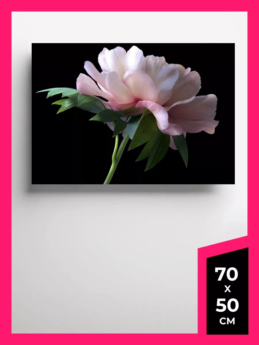 Постер пионы плакат 20 на стену А1 А2 А3 50 х 70 матовая фотобумага премиум качества