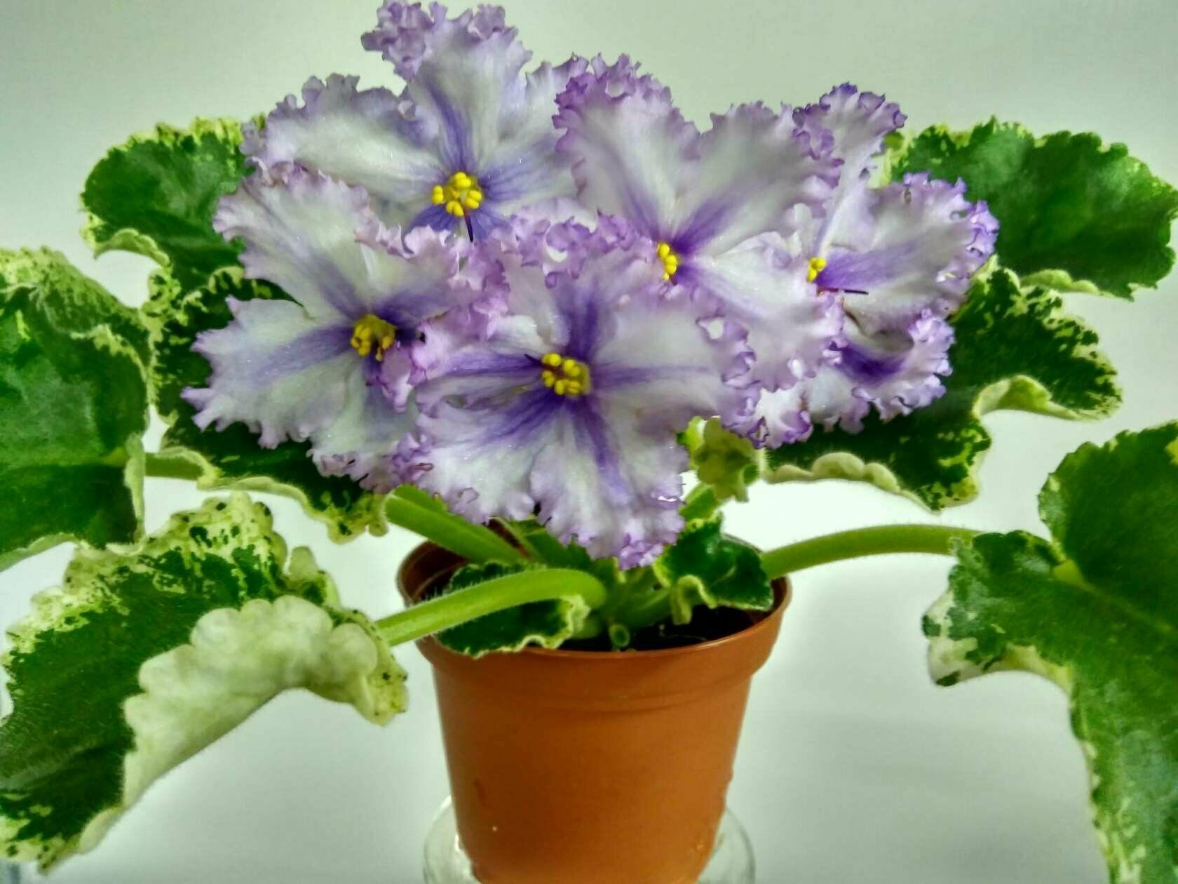 грунт универсальный волшебная грядка 10л питательный /бхз/ Буйский Химический Завод - фото №19