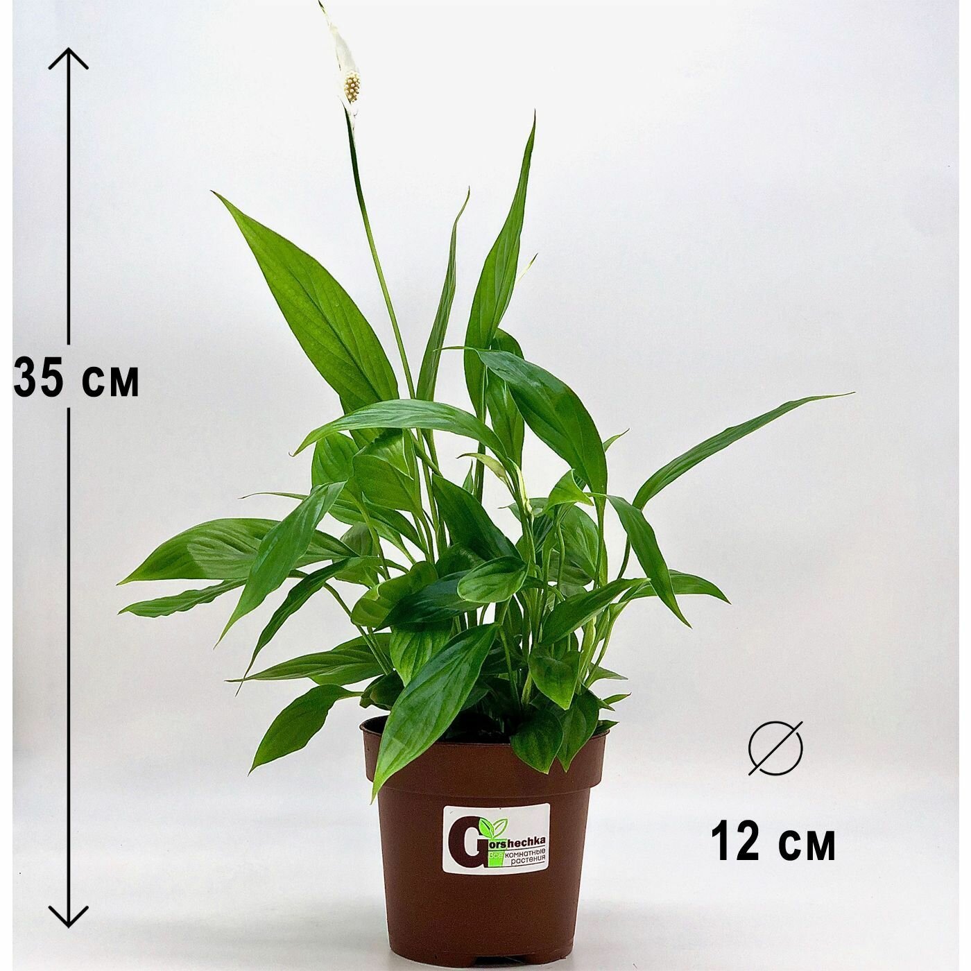 Спатифиллум в горшке, высота 30-40см