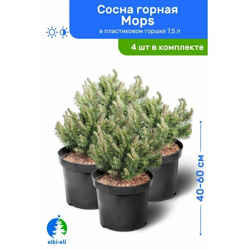 Сосна горная Mops 40-60 см в пластиковом горшке 7,5 л, саженец, хвойное живое растение, комплект из 4 шт