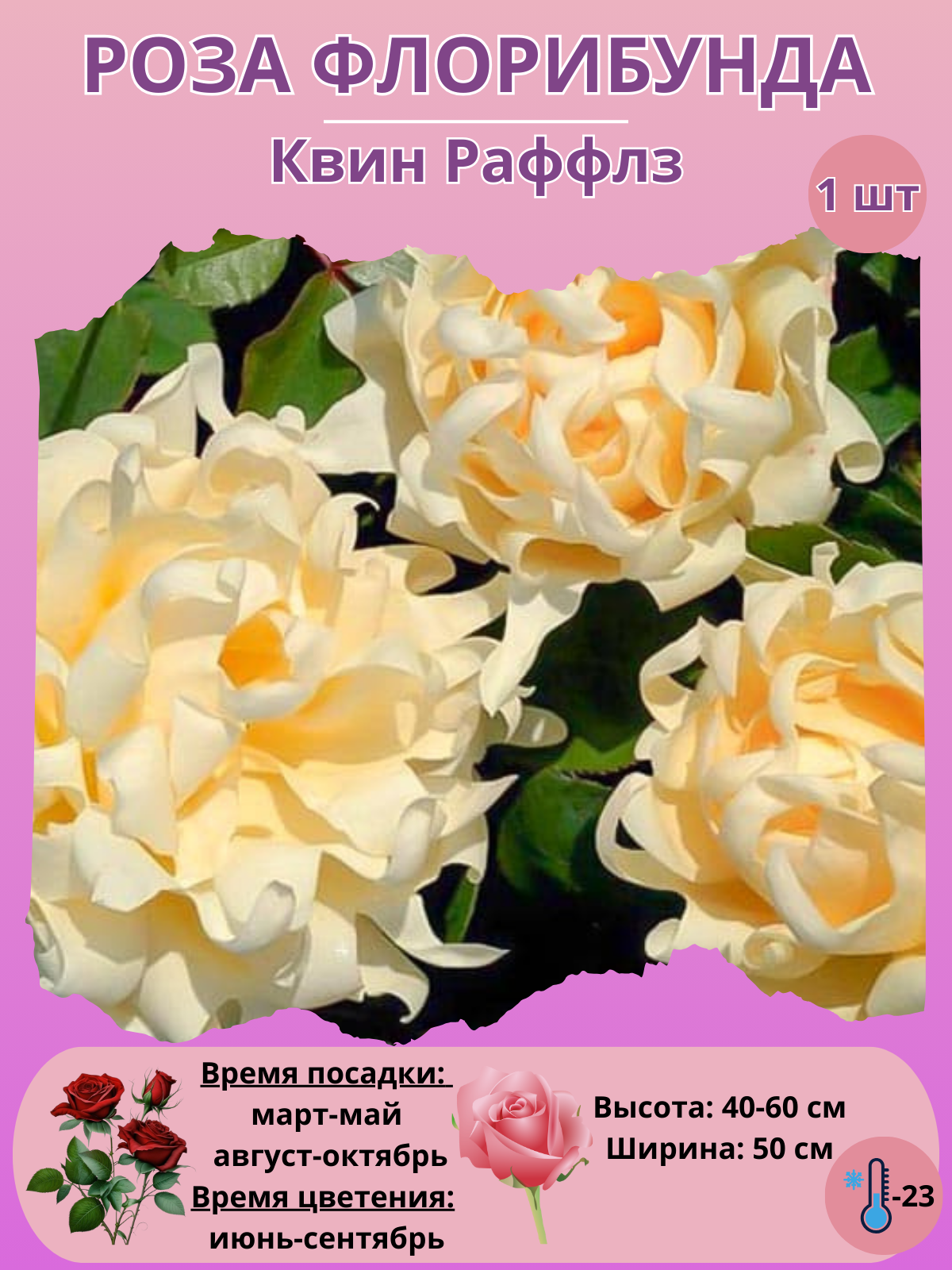 Роза Флорибунда Квин Раффлз, многолетние цветы для сада