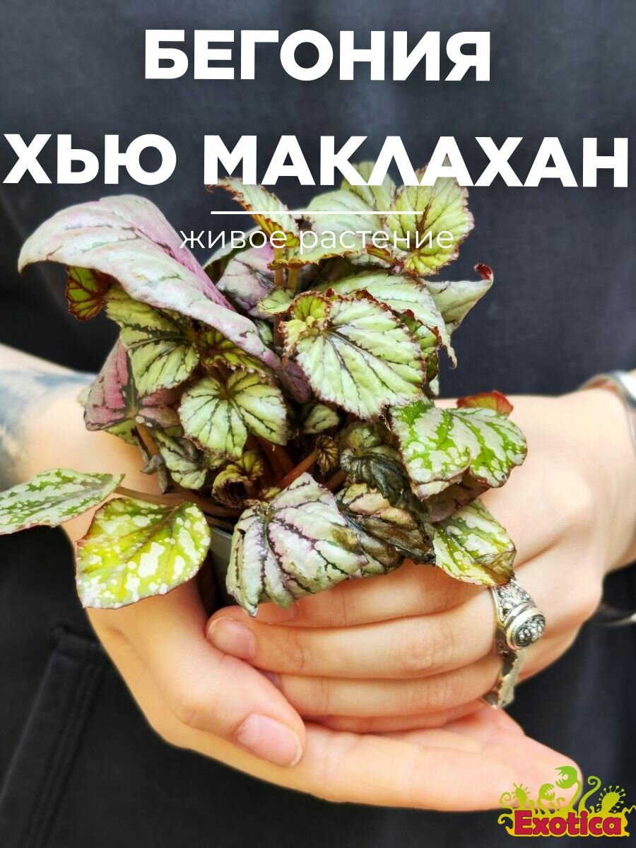 Бегония Рекс Мэджик Колор Хью Маклахлан (Begonia Rex Hugh Mclauchlan) D6см саженец