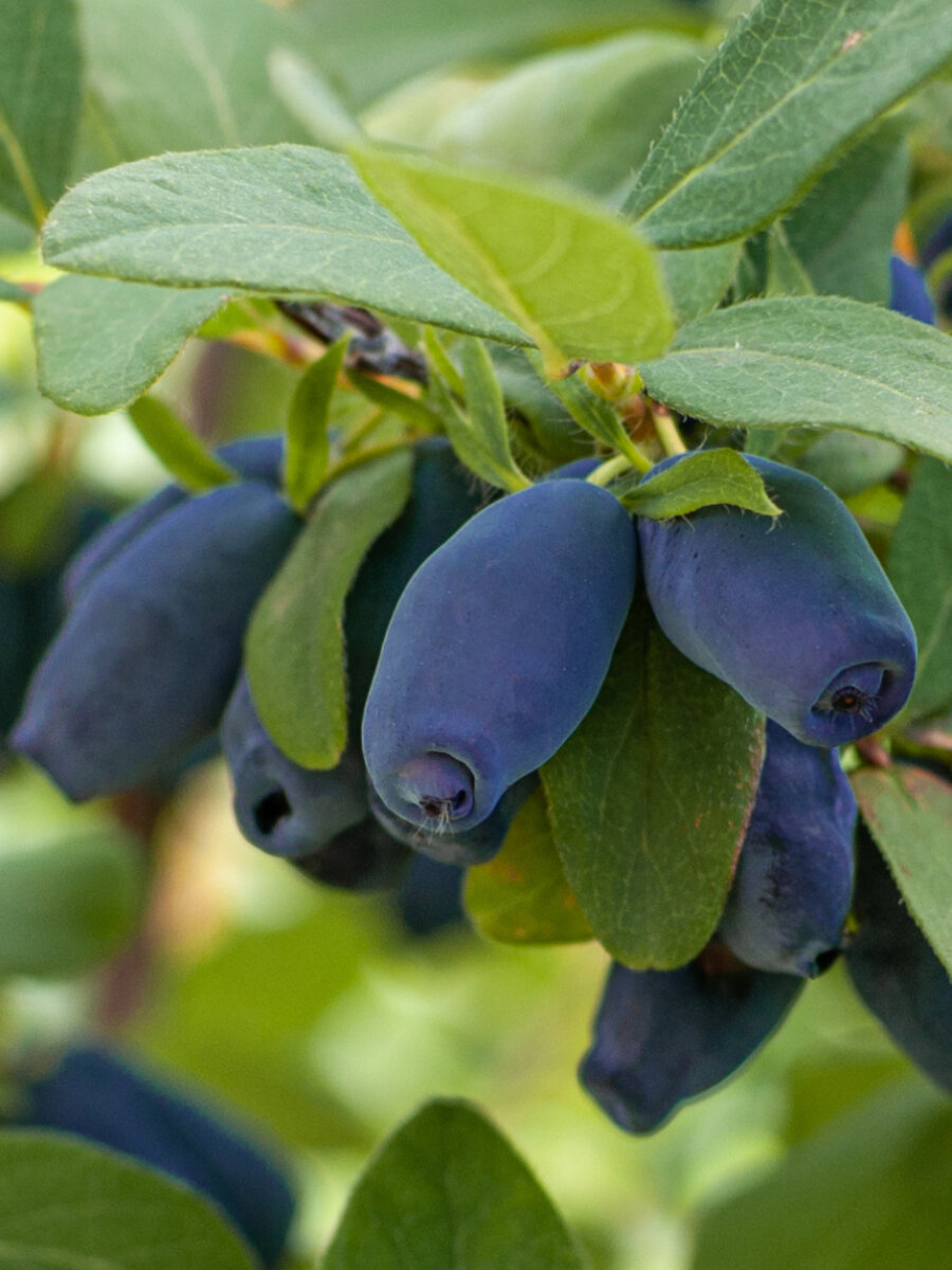 Жимолость съедобная 