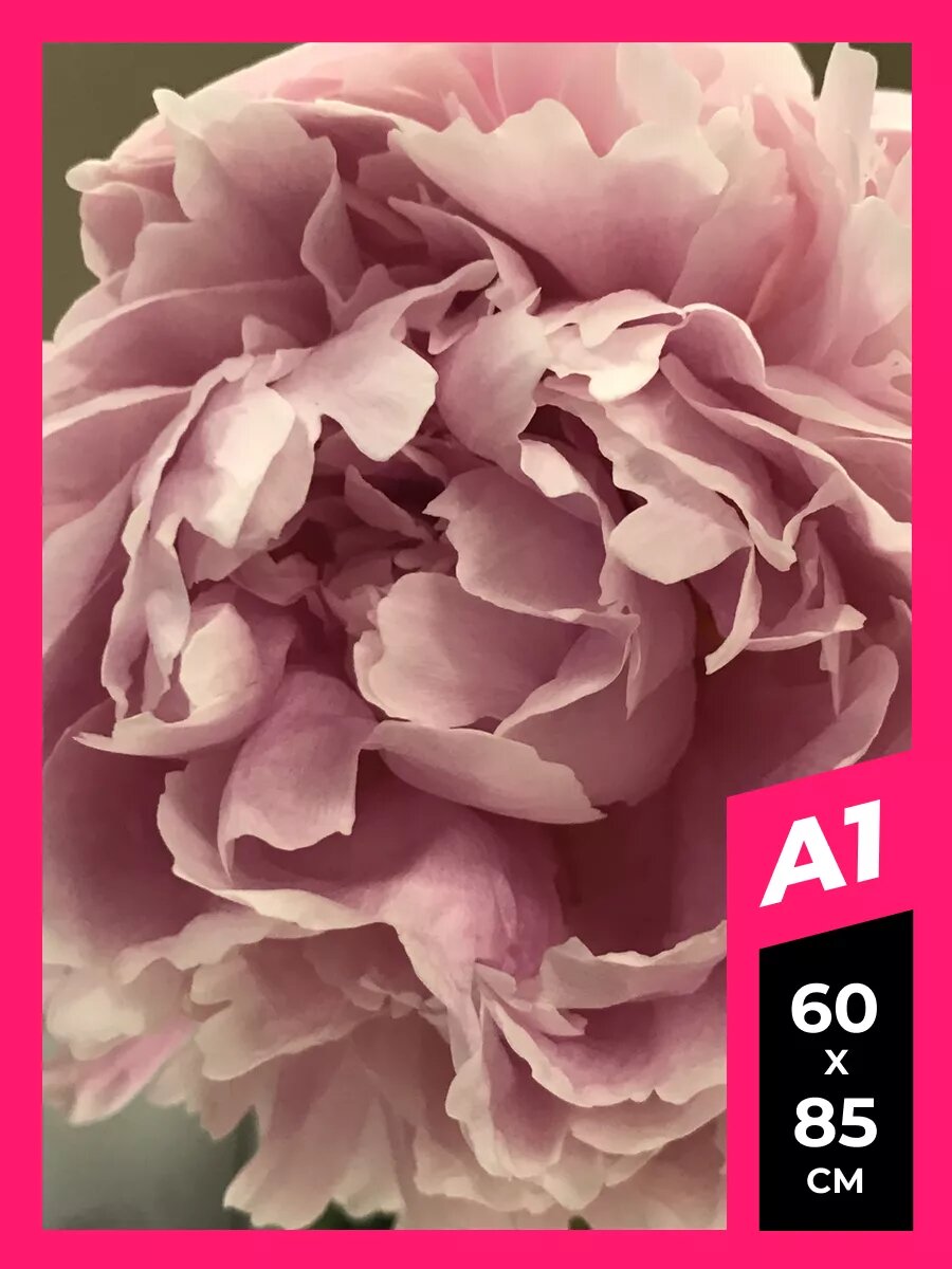 Постер пионы плакат 62 на стену А1 А2 А3 50 х 70 матовая фотобумага премиум качества