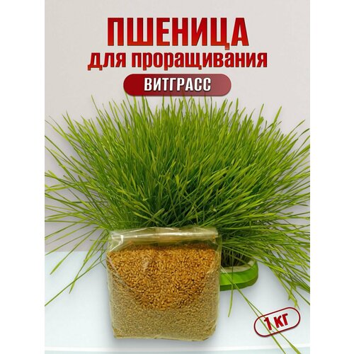 пшеница аривера organic для проращивания 400 г Пшеница для проращивания