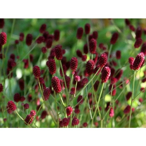 Кровохлебка малая 650₽