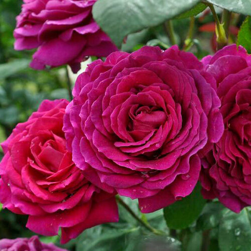 роза конфиденс 1 саженец Роза Биг Пёпл (флорибунда), 1 саженец