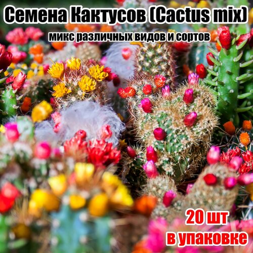 Семена кактусов (Cactus mix) 20шт
