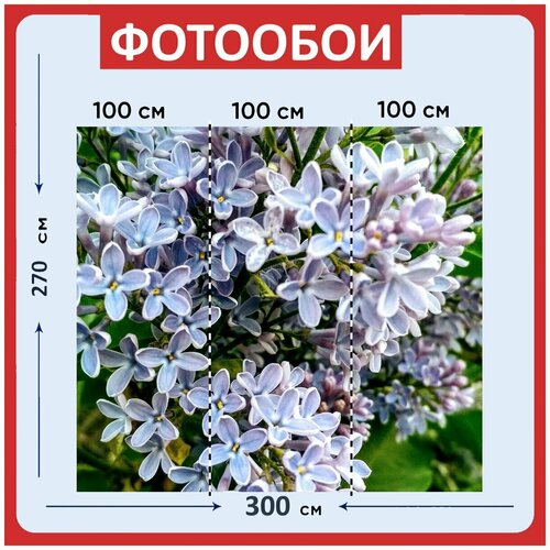 Фотообои Цвет фиолетовый блум 300x270 см флизелиновыена стену 3950₽