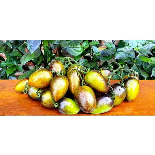 Семена Томат атомный виноград бреда (Brads Atomic Grape) / Seeds And Goods / в пакетике zip-lock без полиграфии 10 семян