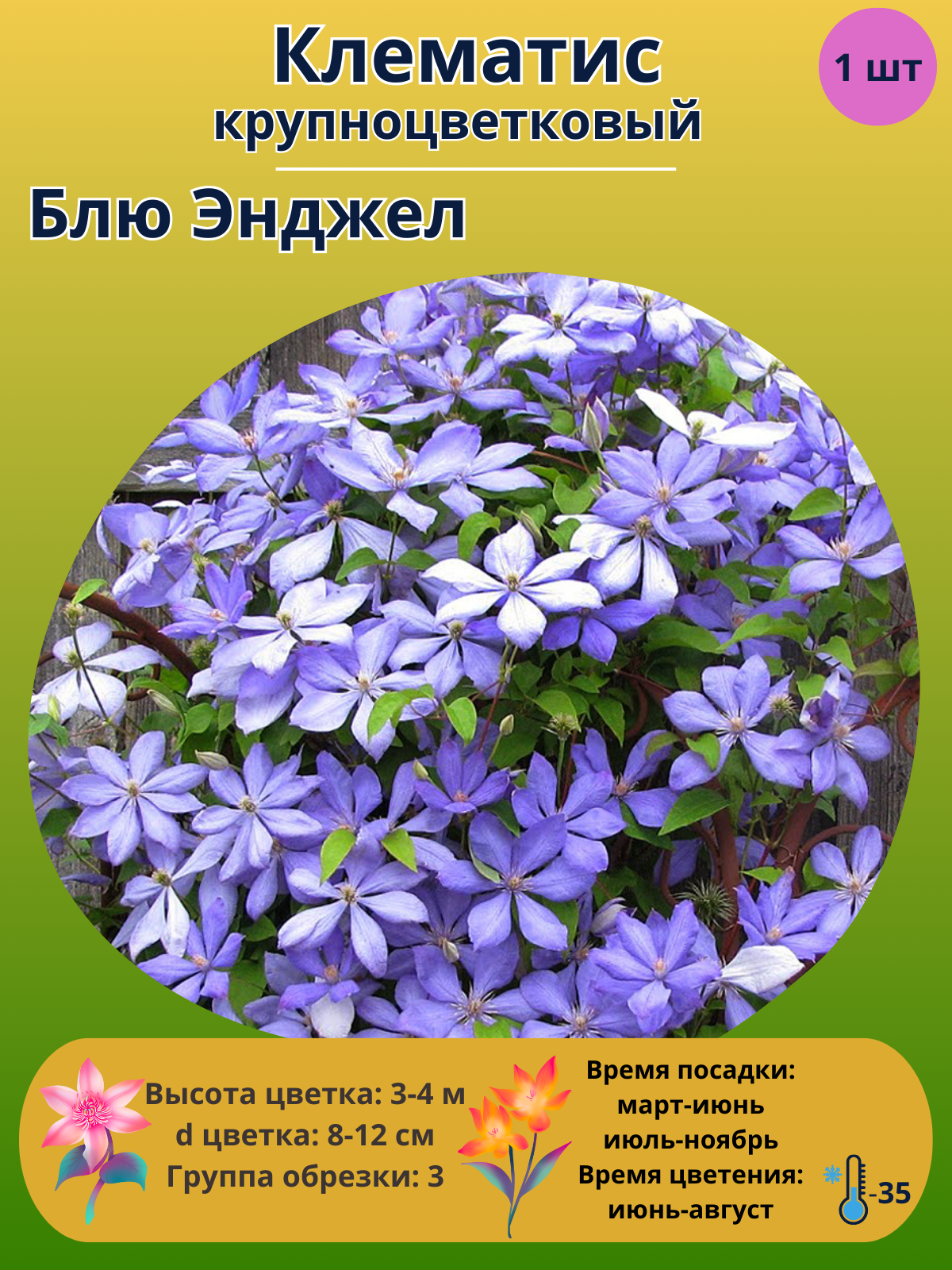 Клематис крупноцветковый Блю Энджел, многолетние цветы