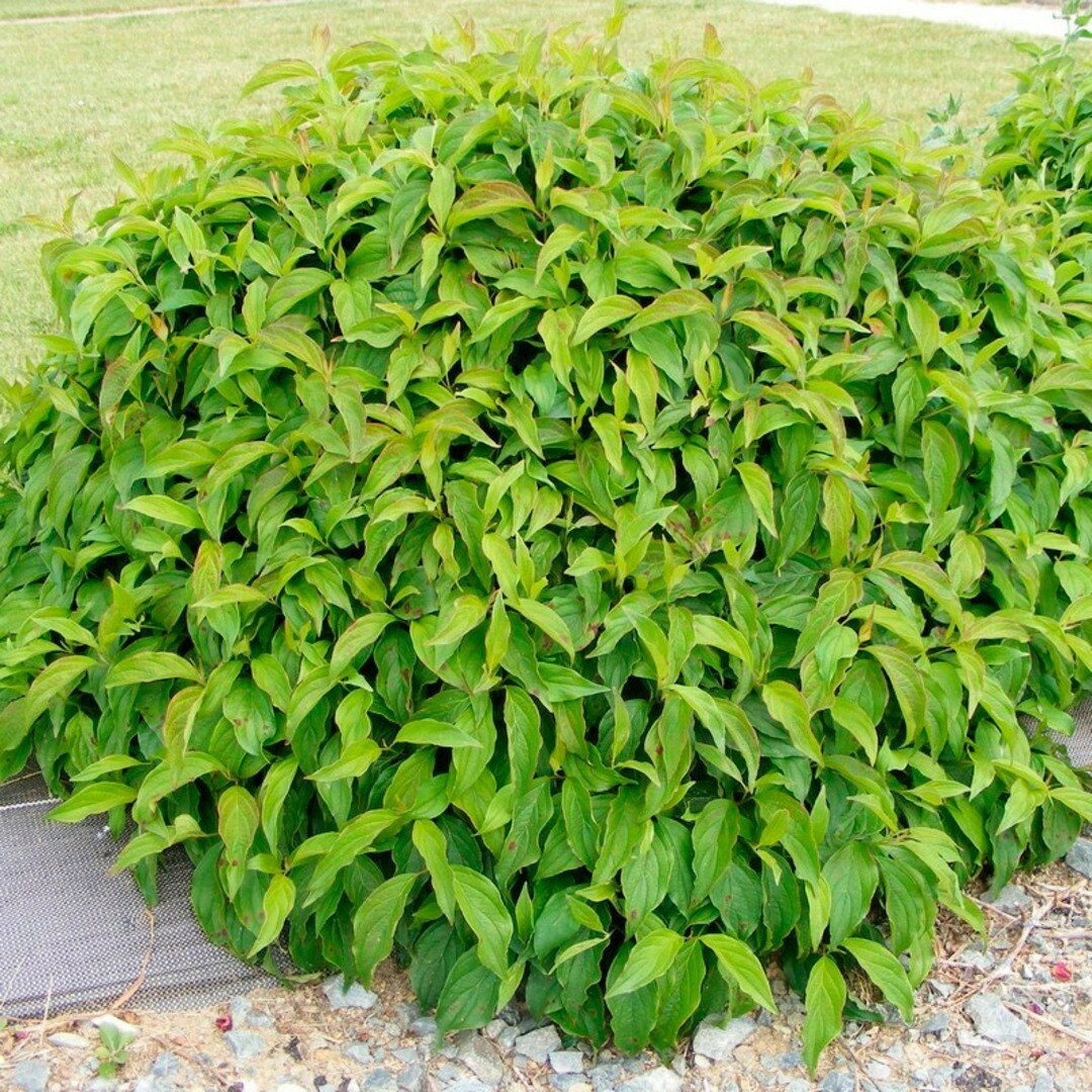 Дерен отпрысковый Келси (Belgium Plants Van. (Бельгия)) 1 саженец в горшке 15-20 см