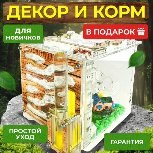 Муравьиная ферма "Дерево"+ Декор и Корм в подарок! Формикарий для муравьев