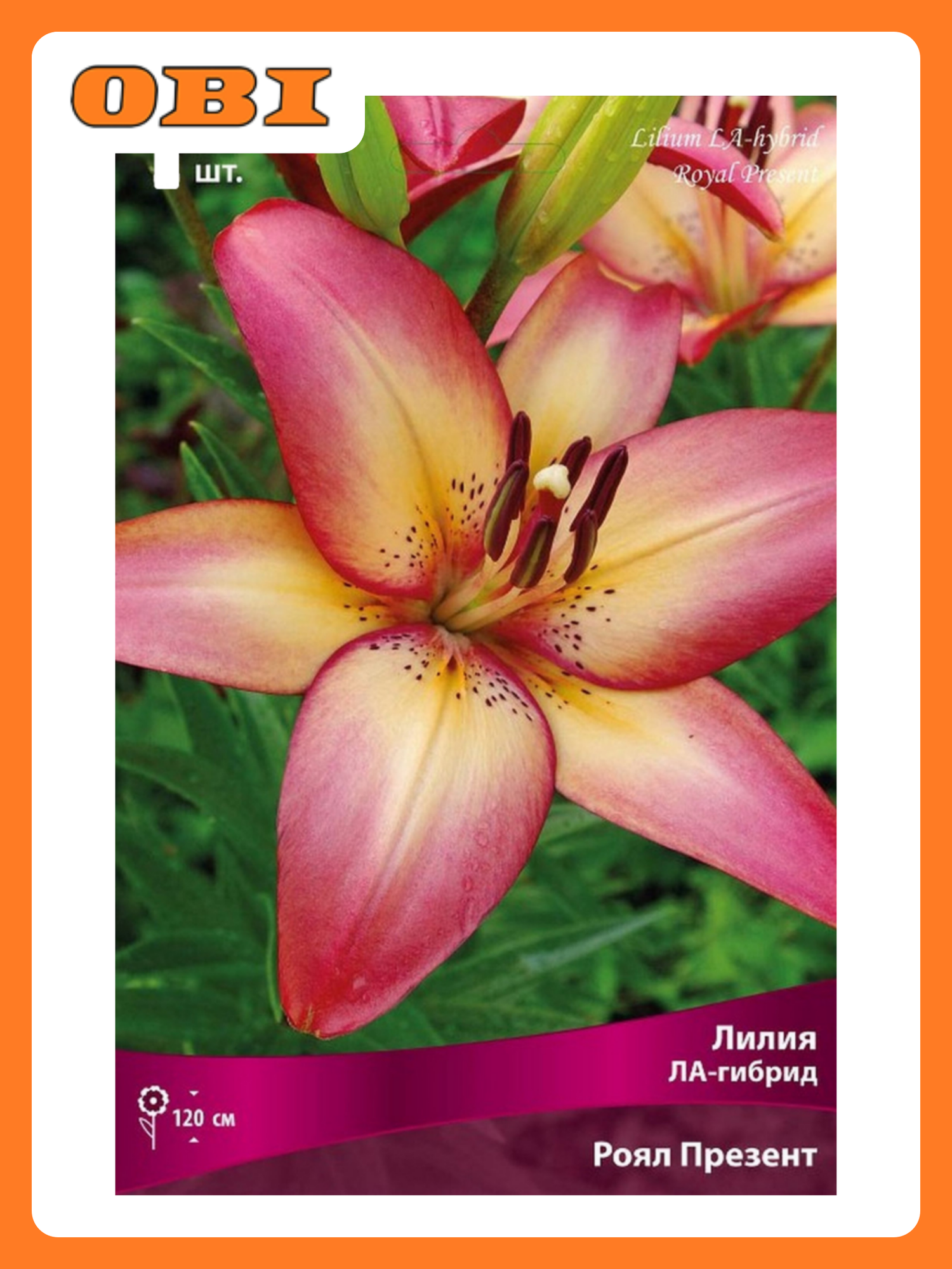 Луковица лилии поиск "Ройал Презент" ЛА-гибридная многолетняя розовая/желтая