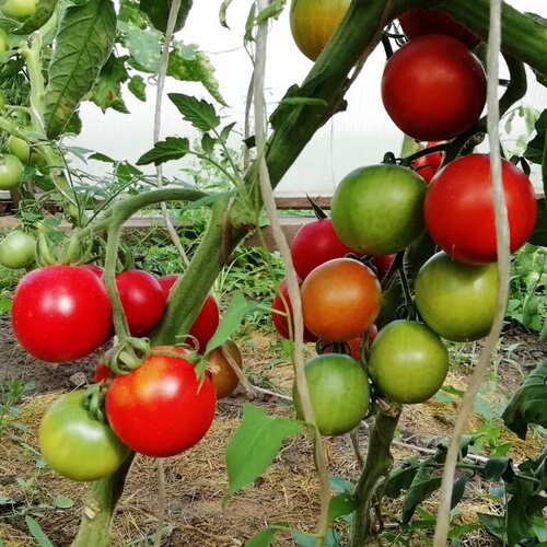 Предвестник - семена томатов