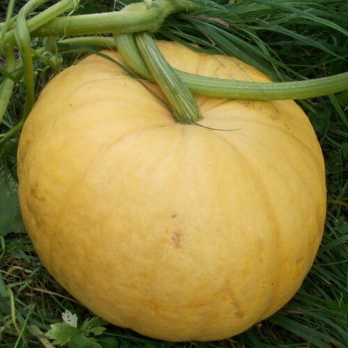 Тыква Тещин пирог автор. (семена).