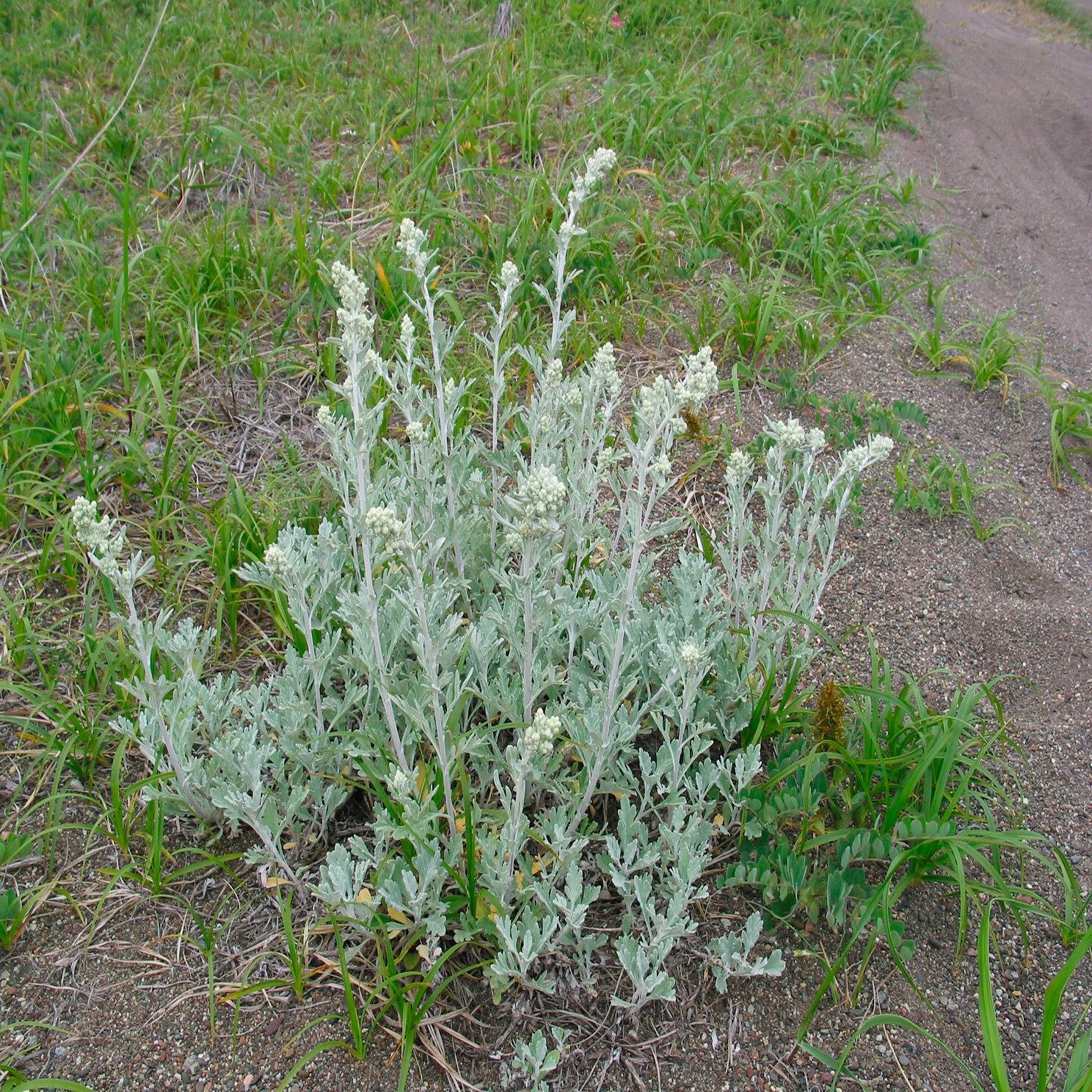 Семена полынь горькая для посадки 5000 штук - фото 1 