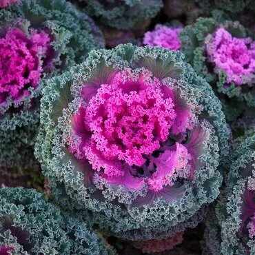 фото Семена Капуста декоративная Камоме F1 Ред 5шт/уп профсемена, ручная фасовка!