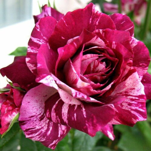 Роза Пурпурный Тигр (1 саженец)