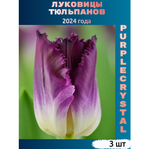 Луковицы тюльпана Purple crystal (3 шт)